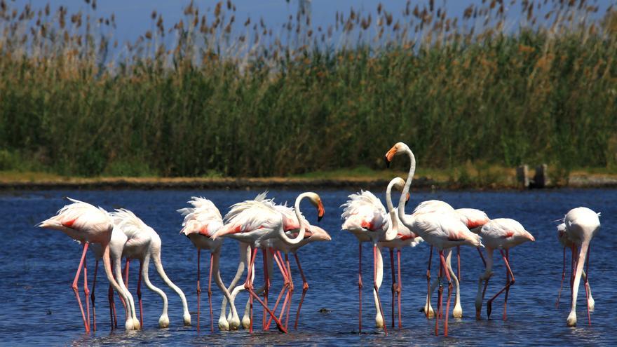 Los flamencos visitan el marjal Pego-Oliva