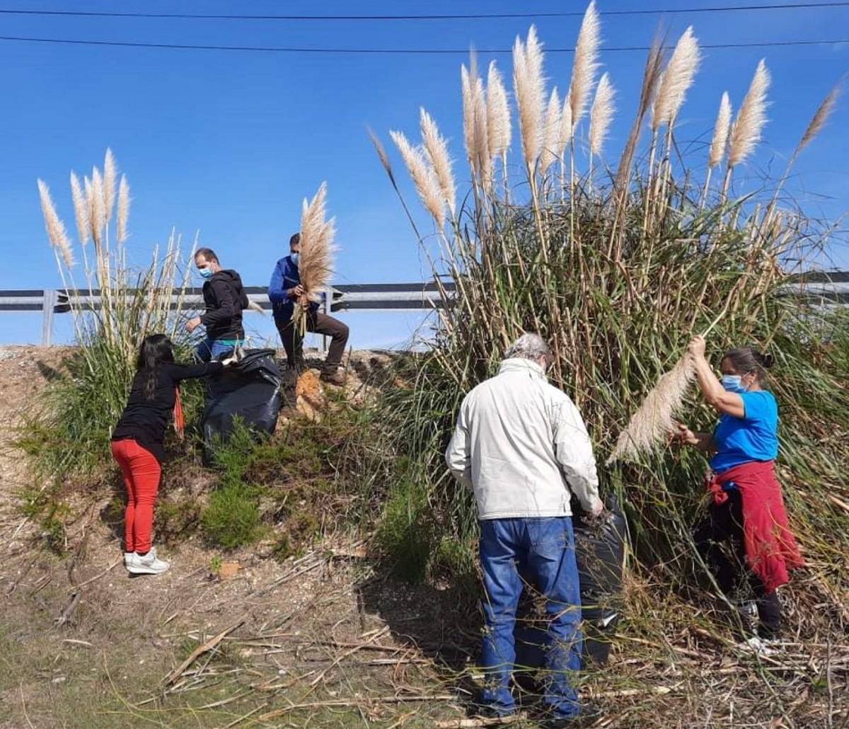 El plumero de la Pampa, especie de planta invasora