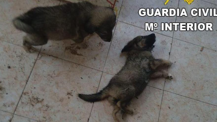Rescatan en Benicarló a 11 perros, seis de ellos cachorros, desnutridos, abandonados y enfermos
