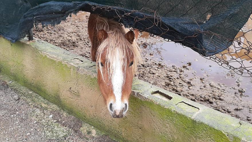 Sucesos en Palma: Investigan si la finca de Son Malferit era un criadero de  perros potencialmente peligrosos