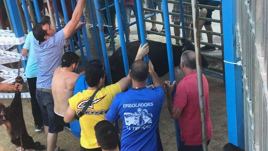 Susto en los toros de Teulada al colarse una vaquilla en una ratera