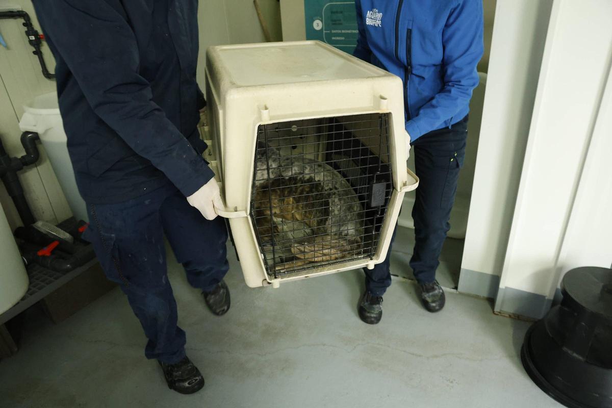 La foca que quedó varada en la playa de Cadavedo ya se recupera en el Acuario de Gijón (en imágenes)