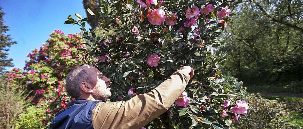 Camelias en flor en el Pazo de Oca, una semana antes del estado de alarma.