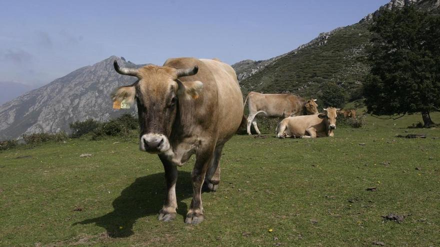 Más de 200.000 euros para mejorar los caminos ganaderos en Peñamayor y el Raigosu, en Laviana