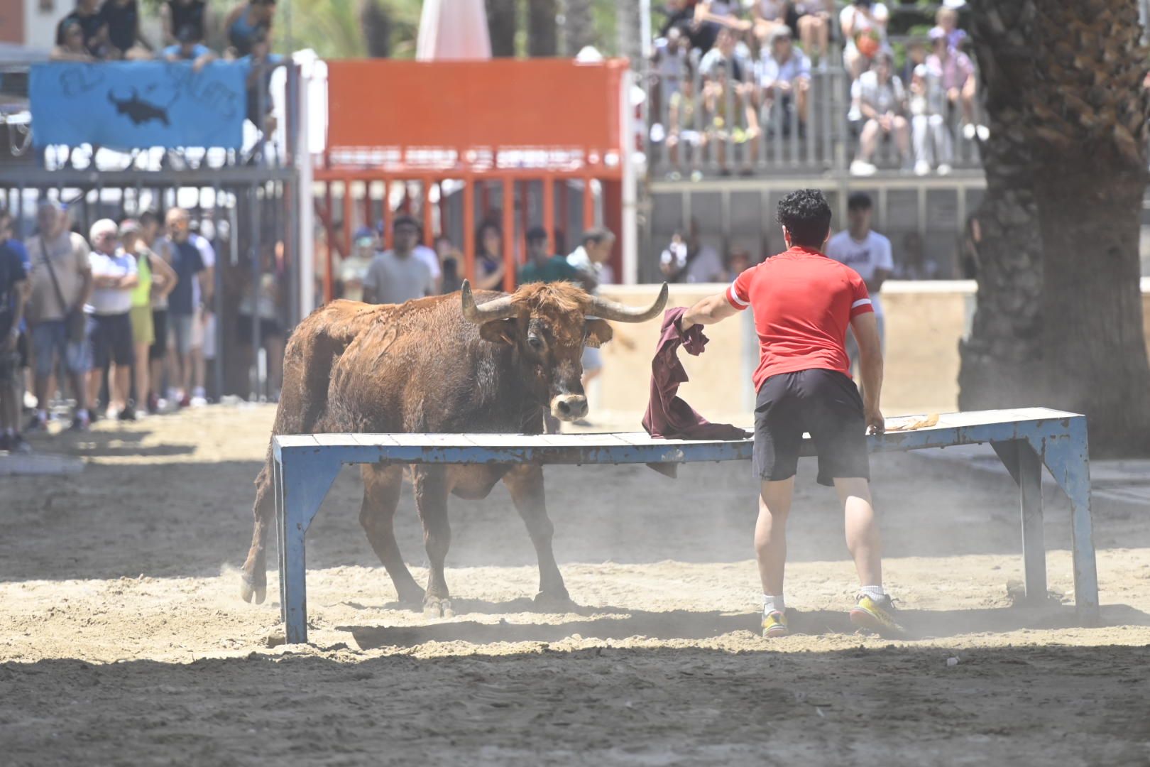 El ‘bou’ toma protagonismo mañana, tarde y noche en el Grau en fiestas