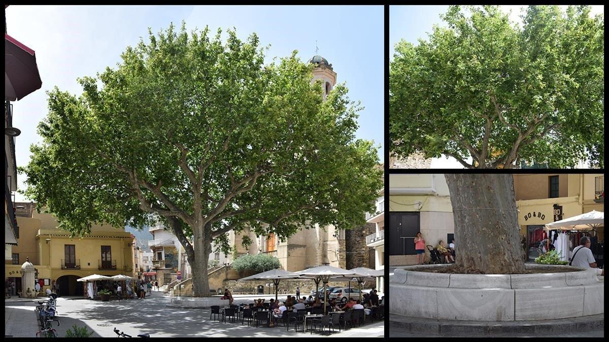 El plàtan de la llibertat de Llançà, a l’Alt Empordà.