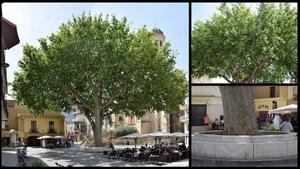 El árbol de la libertad de Llançà, en el Alt Empordà.