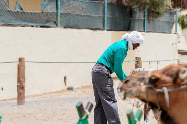 Reportaje excursiones con camellos en las Dunas ...