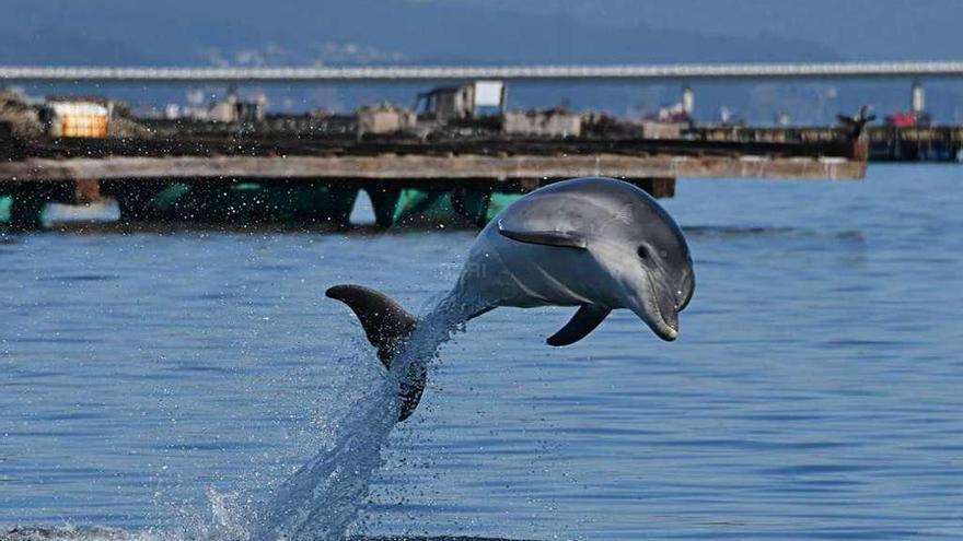 En funcionamiento desde 2005, y en O Grove desde 2014 | El Bottlenose Dolphin Research Institute (BDRI) se dedica al estudio de las poblaciones de cetáceos en libertad desde su creación en 2005. Fue en 2014 cuando el centro se instaló en Galicia, y más concretamente en O Grove, "dando un gran salto en calidad y cantidad de los proyectos de investigación, sobre todo relacionados con la presencia y distribución de especies de delfines, ballenas y marsopas a lo largo de la costa gallega". Es el resultado de ese trabajo efectuado en los últimos cuatro años el que centra la participación de Bruno Díaz y su equipo en la conferencia anual de la European Cetacean Society, esta vez en La Spezi (Italia) con el título "Conservación marina: forjar alianzas estratégicas efectivas".