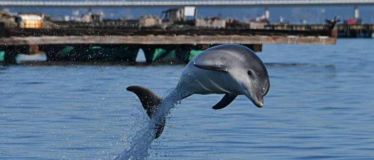 En funcionamiento desde 2005, y en O Grove desde 2014  |  El Bottlenose Dolphin Research Institute (BDRI) se dedica al estudio de las poblaciones de cetáceos en libertad desde su creación en 2005. Fue en 2014 cuando el centro se instaló en Galicia, y más concretamente en O Grove, &quot;dando un gran salto en calidad y cantidad de los proyectos de investigación, sobre todo relacionados con la presencia y distribución de especies de delfines, ballenas y marsopas a lo largo de la costa gallega&quot;. Es el resultado de ese trabajo efectuado en los últimos cuatro años el que centra la participación de Bruno Díaz y su equipo en la conferencia anual de la European Cetacean Society, esta vez en La Spezi (Italia) con el título &quot;Conservación marina: forjar alianzas estratégicas efectivas&quot;.