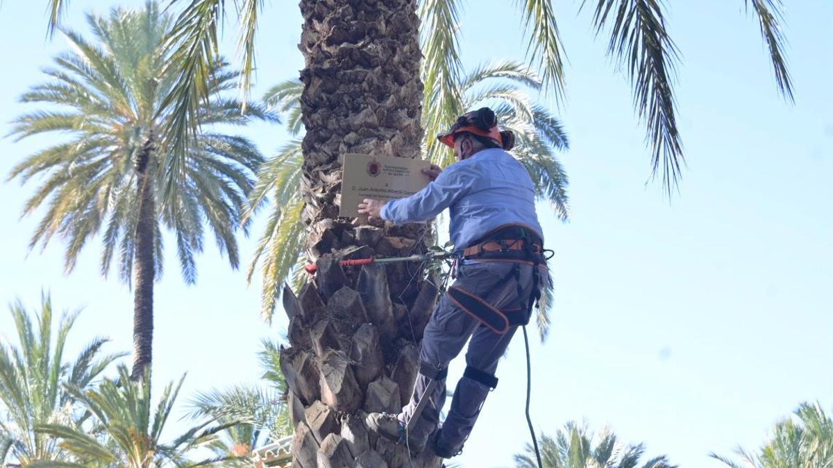 Un palmerero coloca el cartel con el nombre de Alberdi en el Parque Municipal de Elche