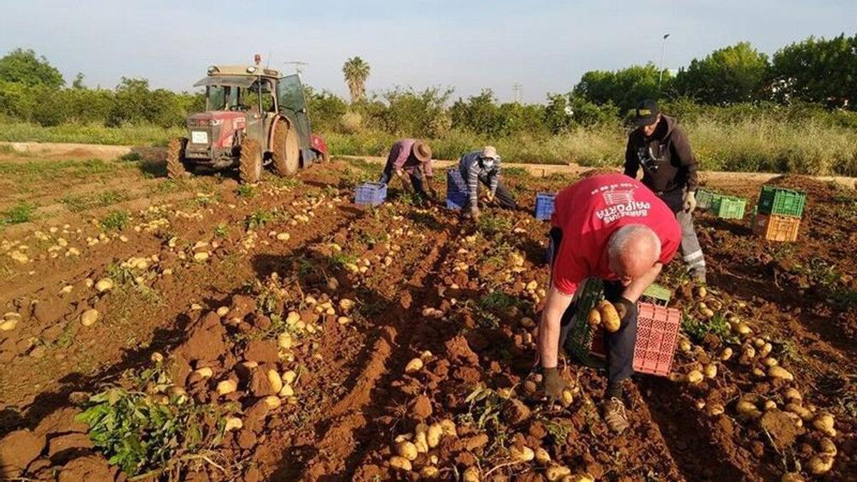Agricultores recogiendo la cosecha.