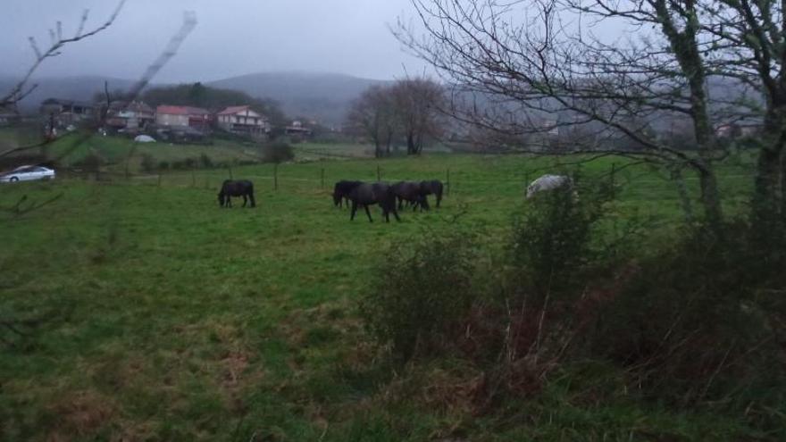 Foto aportada por los vecinos de Arca de las reses que atribuyen a la Rapa pastando en fincas de Arca.