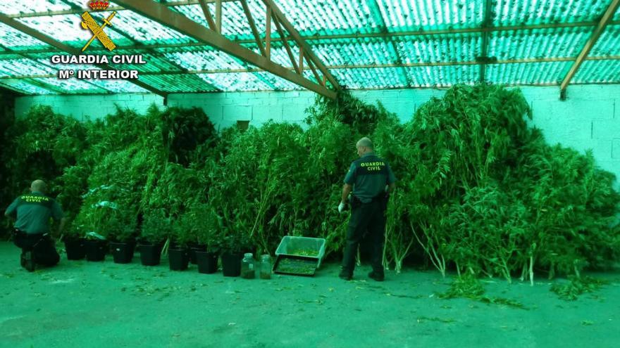 Descubiertas en Arbo tres plantaciones de marihuana