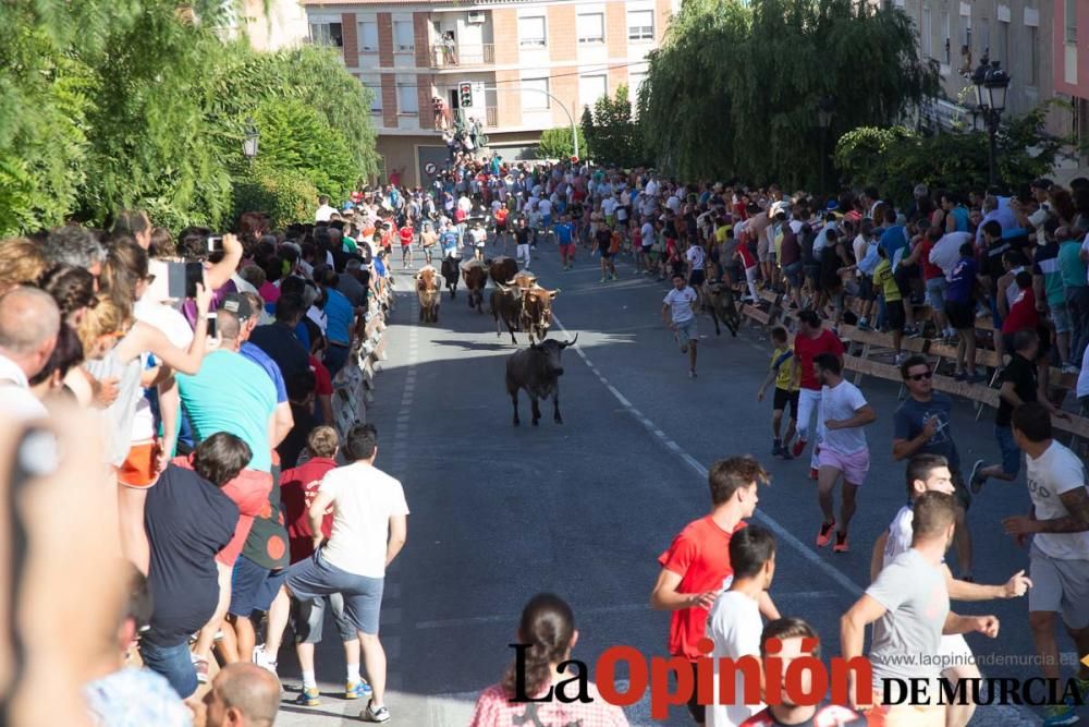 Última suelta de vacas en Moratalla