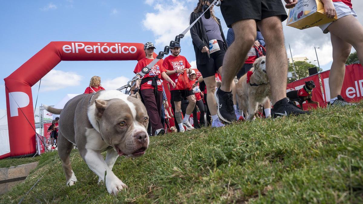Carrera Can We Run 2026