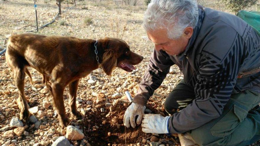 DGA autoriza un gasto de 6,7 millones para el regadío de la trufa de Sarrión