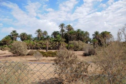 Mal estado de las Palmeras en el Oasis de Maspalomas y el Parque Tony Gallardo