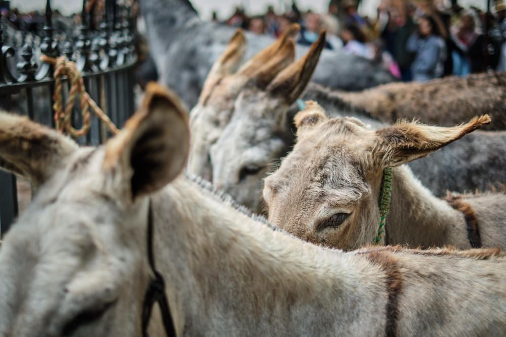 Noche de los burros en La Laguna