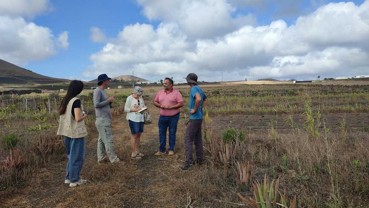 Proyectos de recuperación de terrenos agrícolas en Lanzarote subvencionados por la Reserva de la Biosfera