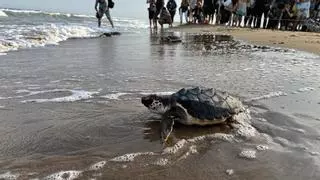 Liberadas 28 tortugas marinas en el delta del Ebro, nacidas el verano pasado en los nidos del paraje