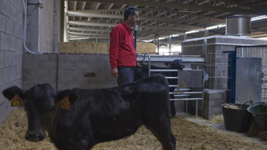60 ganaderos de la comarca introducen la raza Angus inseminando vacas suizas