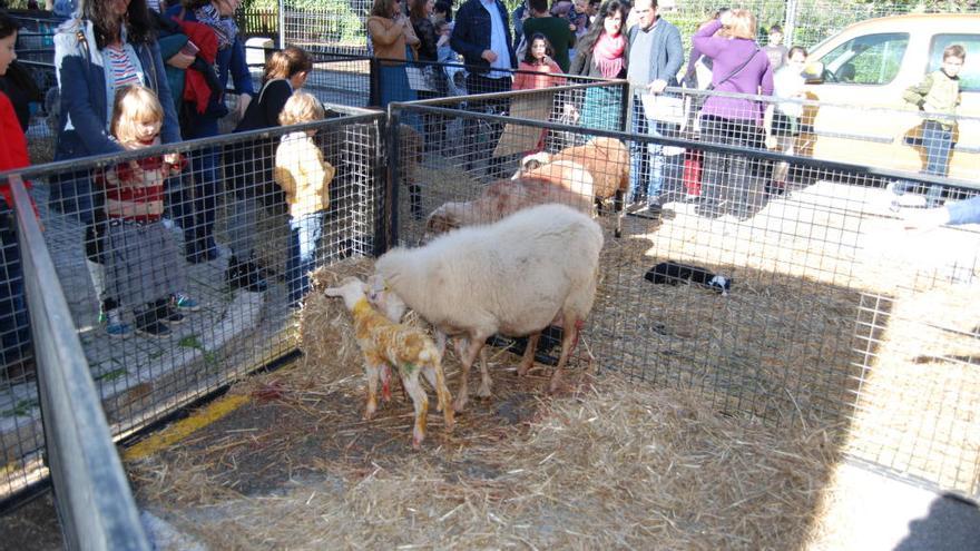 Una oveja dio a luz a dos corderos en uno de los corrales.