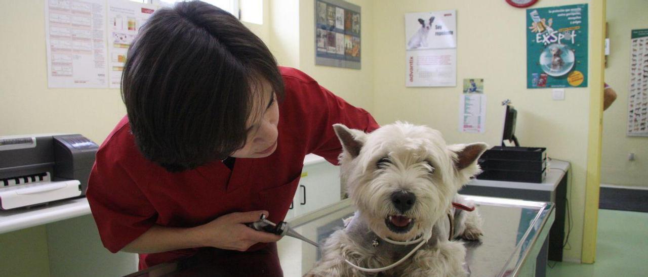 Una veterinaria atendiendo a un perro. | Pablo Solares
