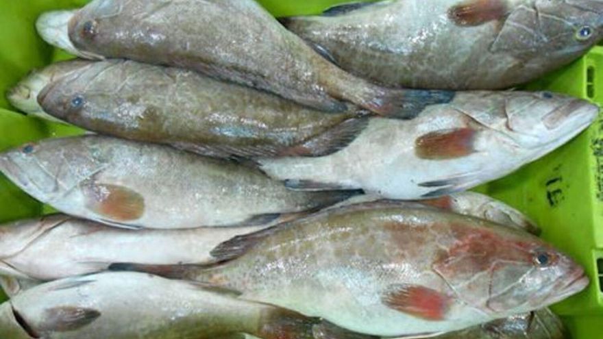 Alerta con el Epinephelus aeneus, el pescado que ya no debes consumir por peligro para tu salud