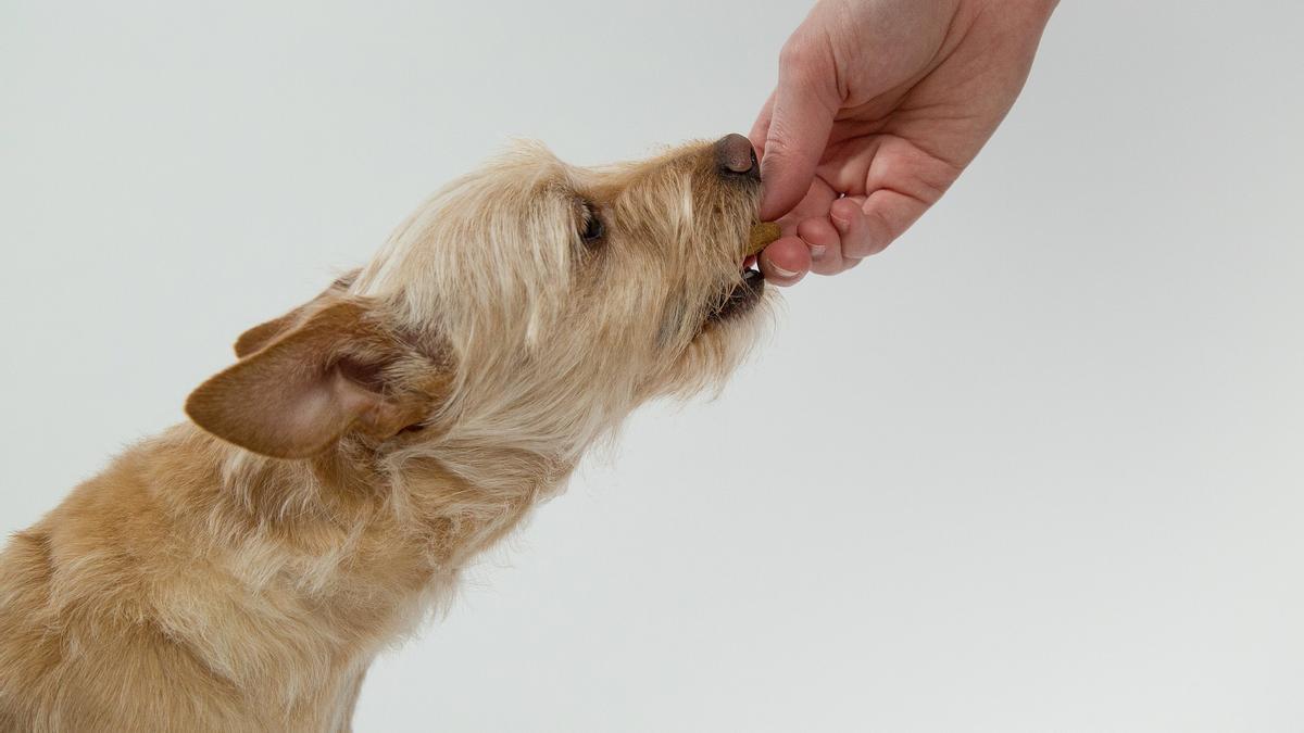 Alimentación sana y equilibrada para mascotas