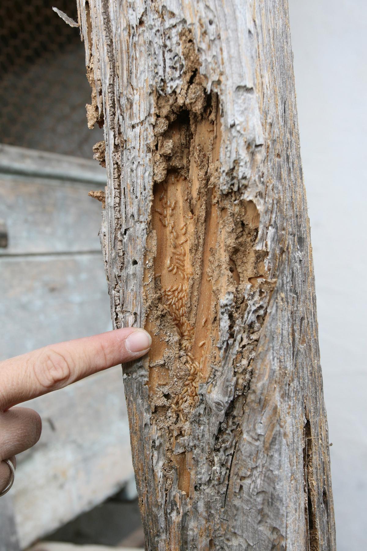 Aspecto de la madera cuando ha sido atacada por termitas.