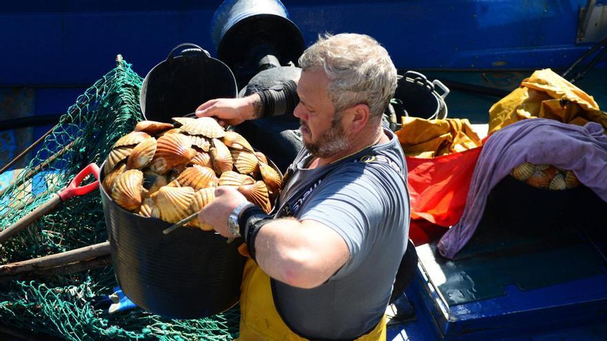 La flota de la vieira ha vuelto a faenar en Cangas