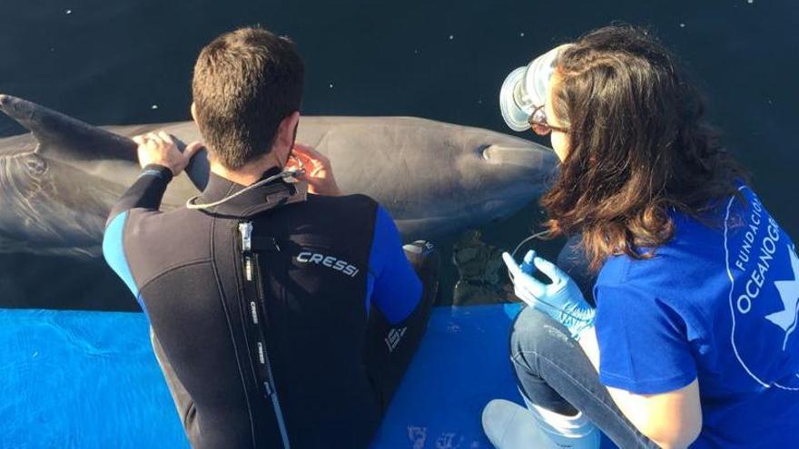 Alicia Borque haciendo una espirometría al delfín Josué con el cuidador David Peula