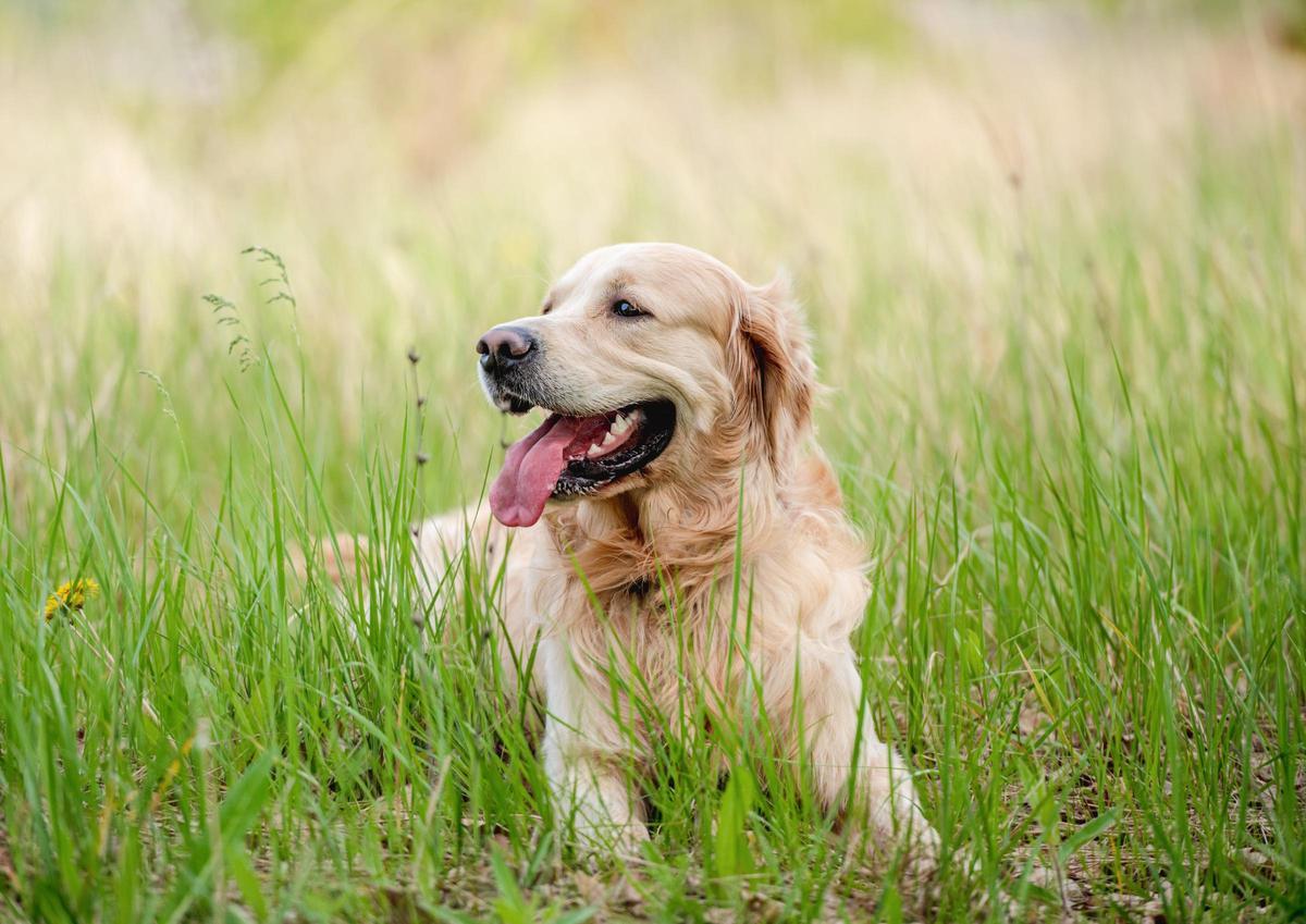 El Golden Retriever es una de las razas de perros cobradores más populares