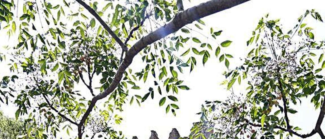 Una perspectiva de la Torre de las Palomas, en la Murta.