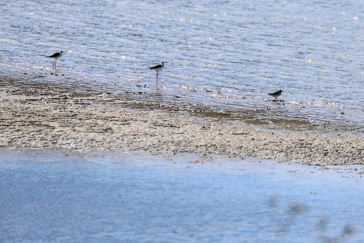 Las imágenes de la jornada en el observatorio de aves en ses Salines de Ibiza