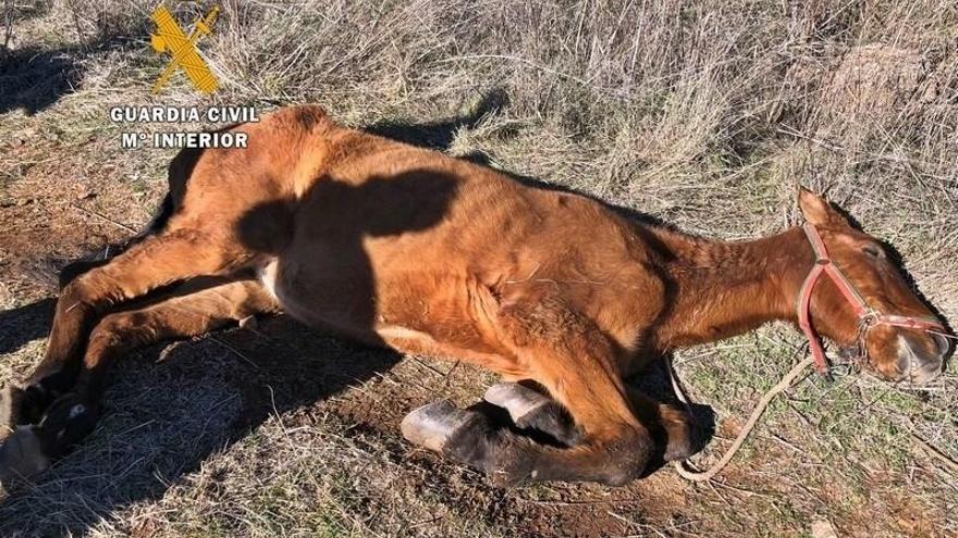 Investigado por maltratar a un caballo que murió en Los Santos de Maimona