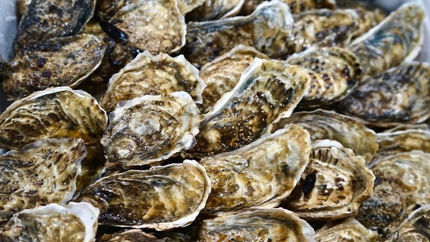 Ostras para salvar el Mar Menor: todo a punto para un proyecto pionero
