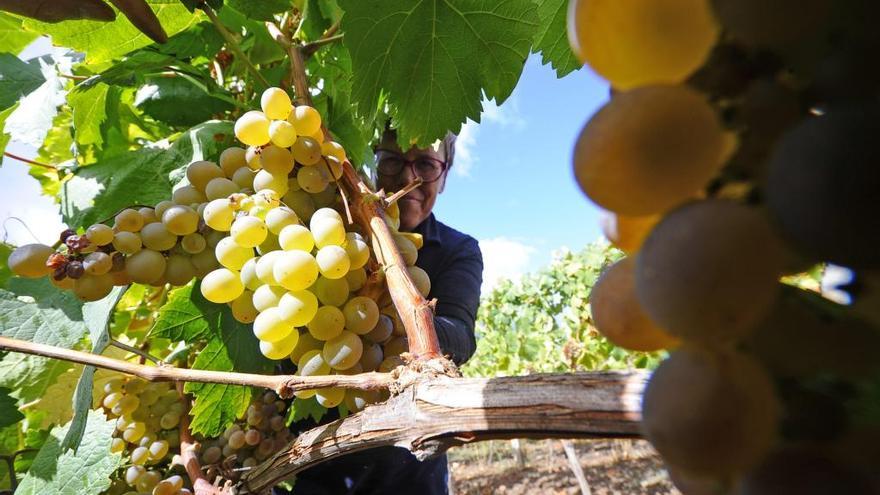 Una viticultura durante la pasada vendimia en O Ribeiro