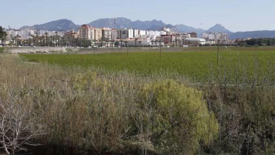 Vista del Hort de Redal, en la imagen derecha del Xúquer.