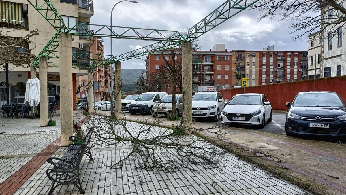 Rama caída en la calle Juan de Loaisa de Plasencia.