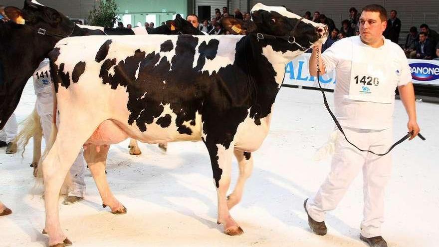 Ganadería Blanco, con una de sus reses en un certamen de GandAgro.