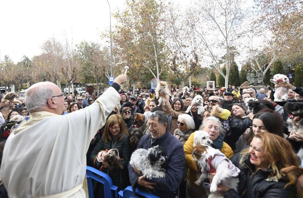 Así ha sido la bendición de animales por San Antón en Murcia