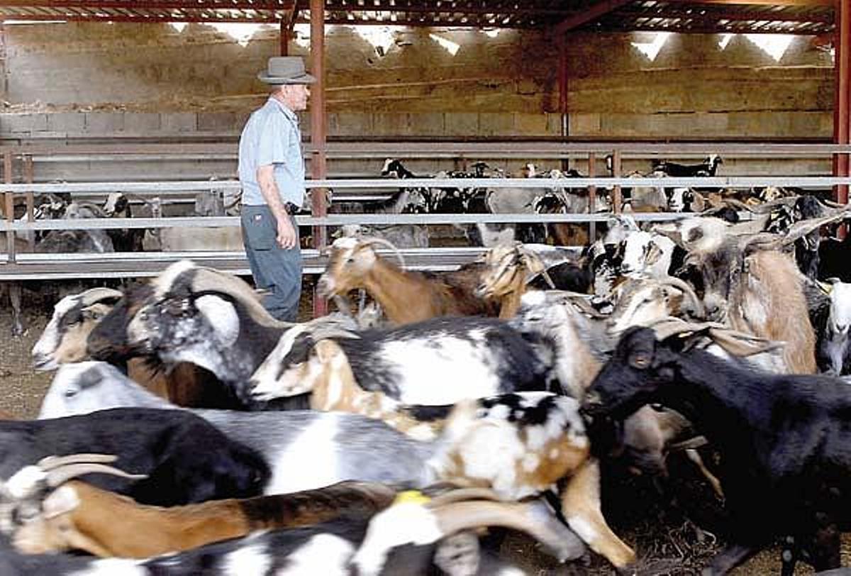 El pastor, en la granja, observando al ganado de cabras de la granja ganadera de Los Corralillos.