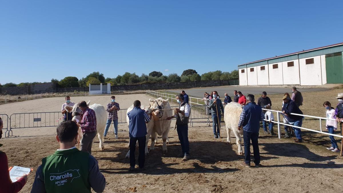 Los concursos de animales domados son la especialidad de la Feria de Ganado Selecto de Albalá.