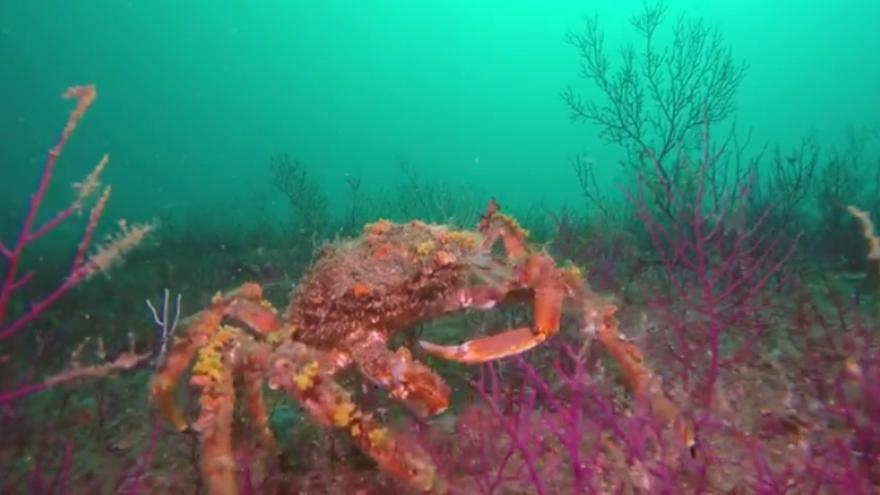 Una centolla en el fondo marino