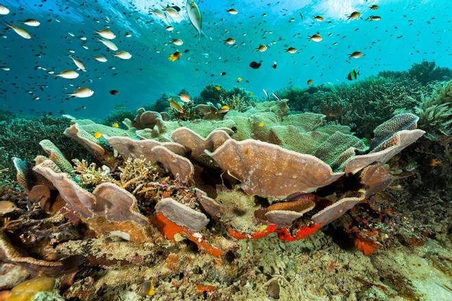 Raja Ampat, Indonesia