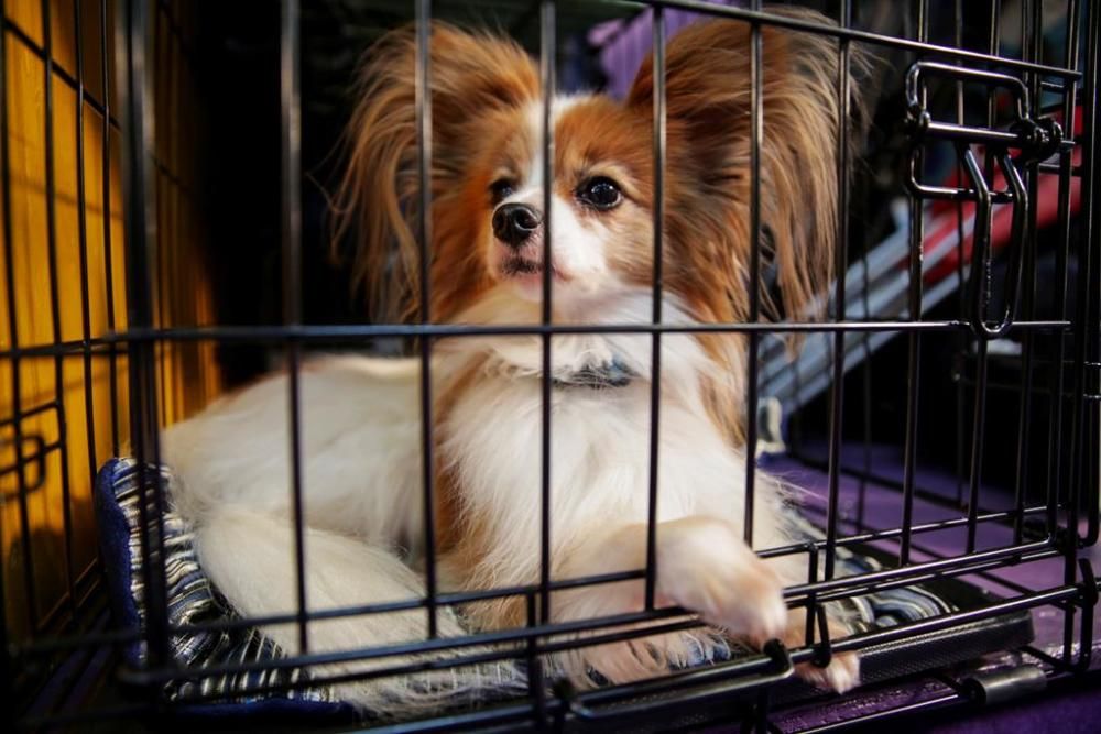 El Westminster Kennel Club, un dels shows de gossos de raça més importants del món