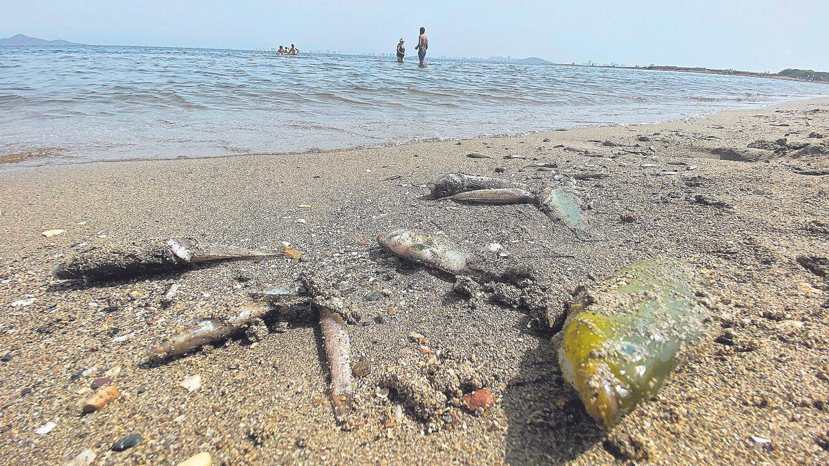 Foto de peces muertos en orillas del Mar Menor debido a la contaminación