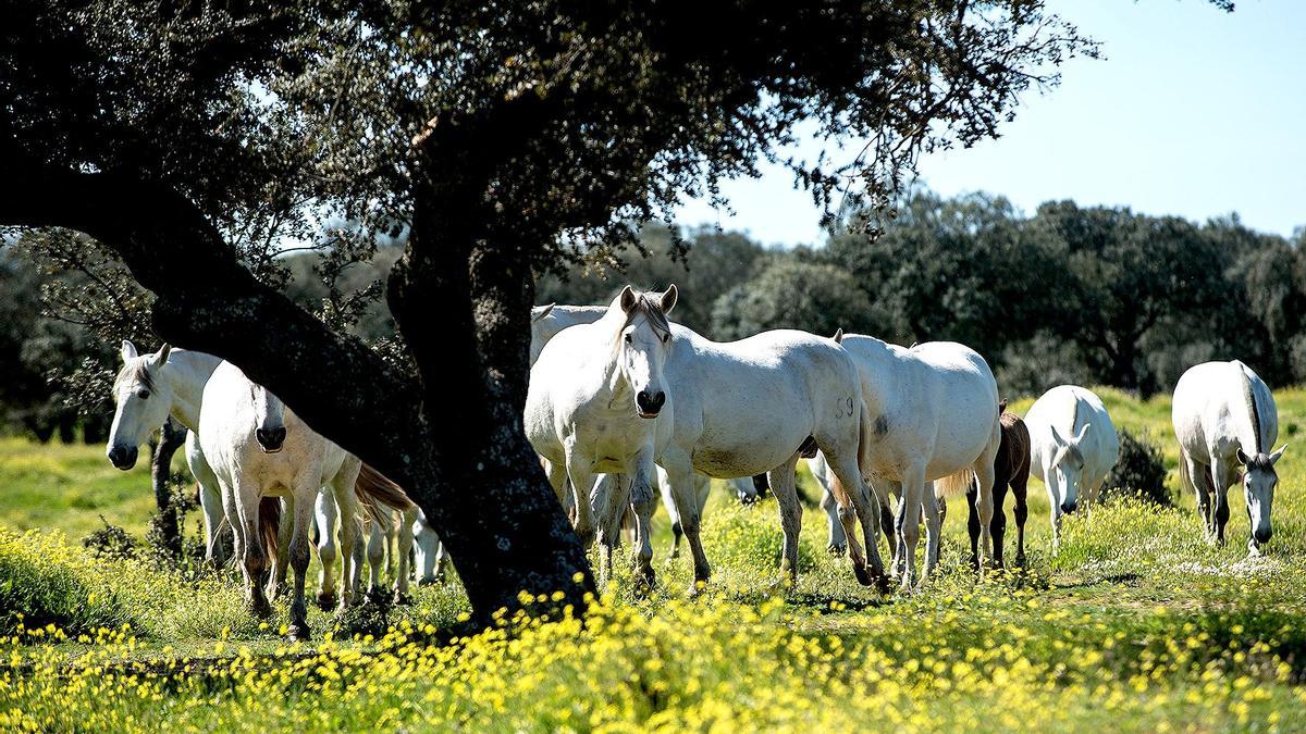 Equino